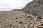 PICTURES/Covered Bridge, Rocks and More Fossils/t_Joggins Fossil Beach8.JPG